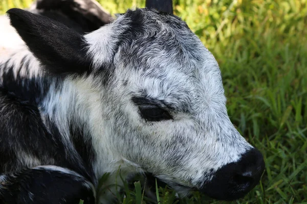 Primer Plano Adorable Ternero Blanco Campo Cubierto Hierba — Foto de Stock