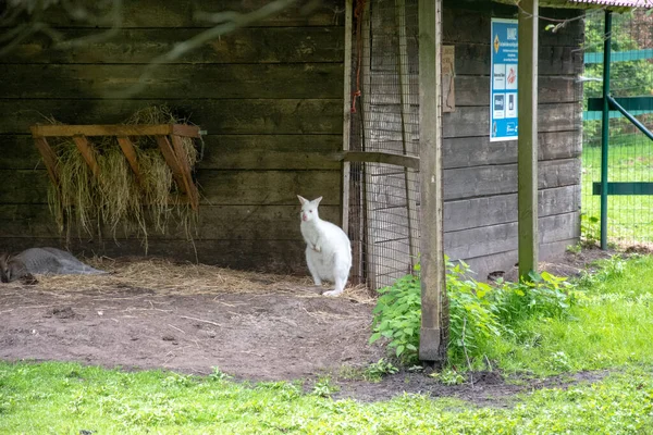 Adorable Canguro Albino Una Granja — Foto de Stock