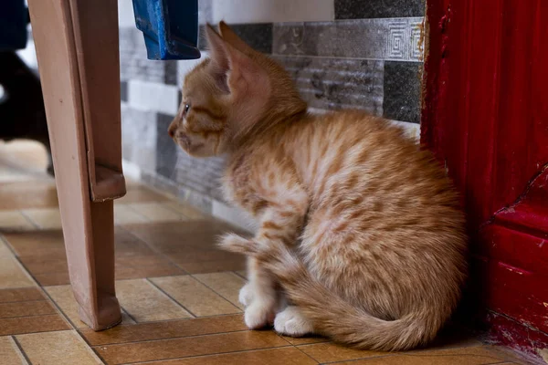 Pequeño Gato Jengibre Tirado Suelo Casa —  Fotos de Stock
