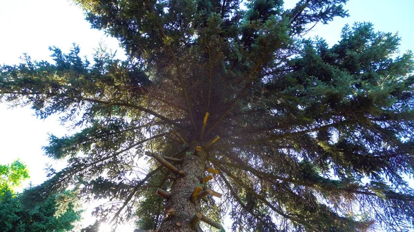 Tiro Ângulo Baixo Uma Árvore Com Ramos Longos Fundo Céu — Fotografia de Stock