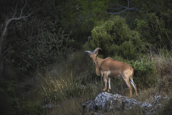 Mise Point Sélective Une Chèvre Sauvage Dans Une Forêt — Photo