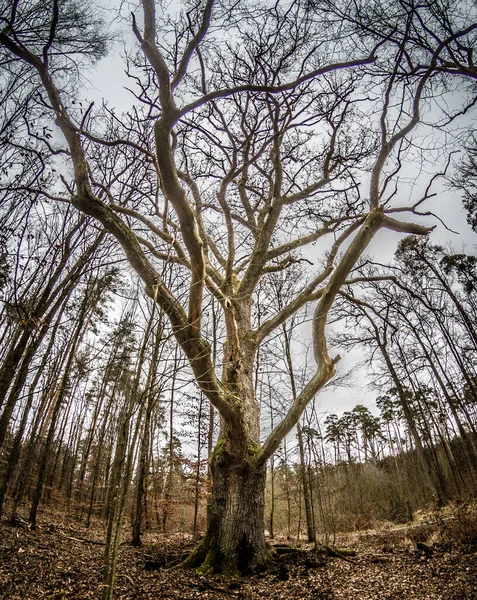 Beau Plan Arbres Dans Une Forêt Automnale — Photo