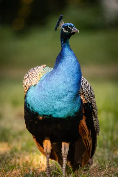 Bulanık Bir Arkaplanda Peafowl Dikey Yakın Çekimi — Stok fotoğraf