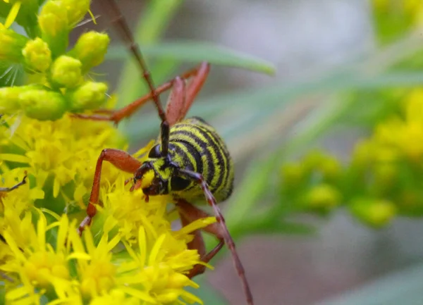 Enfoque Selectivo Una Abeja Una Planta Solidago — Foto de Stock