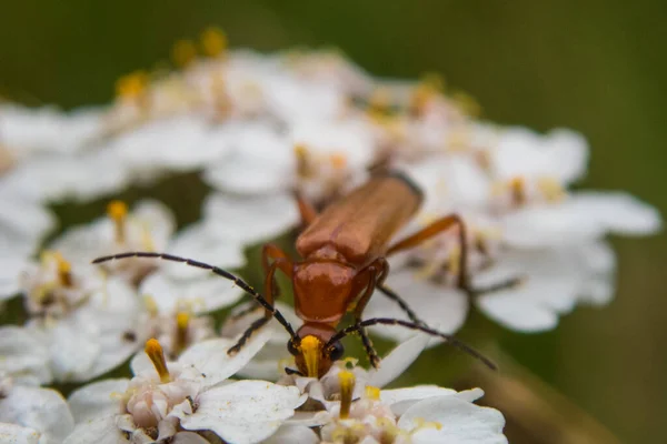 Selektiv Fokusbild Stor Brun Insekt Vita Blommor — Stockfoto