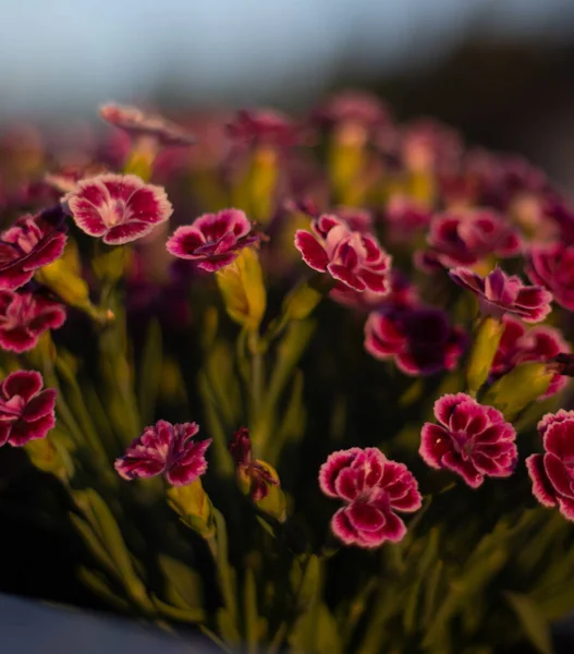 Primer Plano Flores Clavel Rosa Púrpura — Foto de Stock