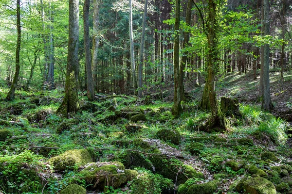 Високий Кут Пострілу Красивого Лісу — стокове фото