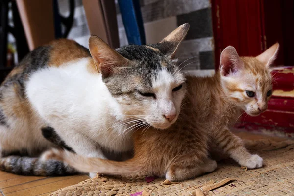 Egy Gyömbér Egy Háromszínű Macska Játszik Otthon — Stock Fotó
