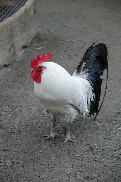 Çiftlikte Dolaşan Beyaz Bir Horozun Dikey Görüntüsü — Stok fotoğraf