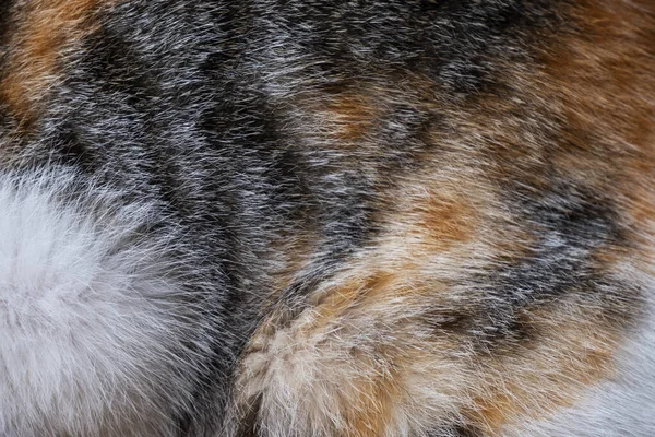 Sebuah Gambar Closeup Dari Kucing Tri Warna — Stok Foto