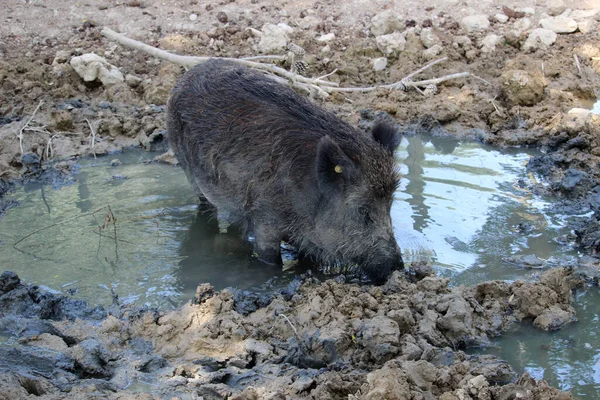 Tiro Perto Peccary Superfície Lamacenta Durante Dia — Fotografia de Stock