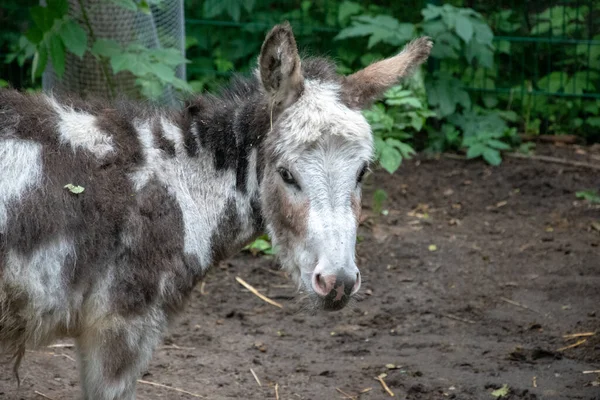 Selektivní Ostření Záběr Roztomilého Osla Zoo — Stock fotografie