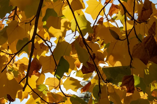 Eine Nahaufnahme Bunter Herbstblätter — Stockfoto