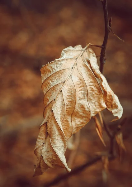一片雄伟的秋叶干枯地蜷曲在一根细枝上 — 图库照片
