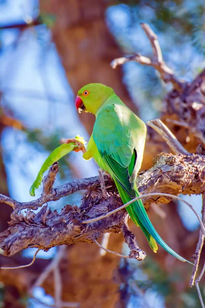 포커스의 인도링 Parakeet — 스톡 사진