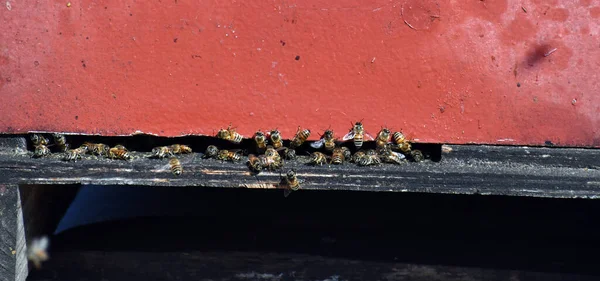 Primer Plano Las Cajas Abejas Durante Polinización —  Fotos de Stock