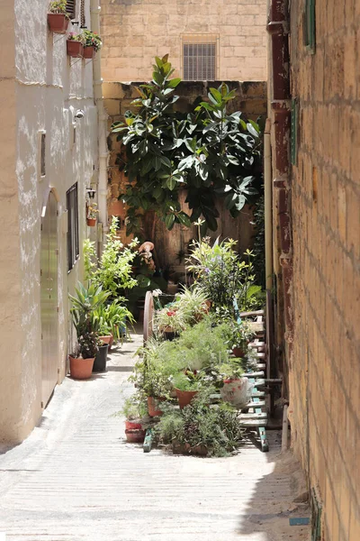 Plano Vertical Una Estrecha Calle Vieja Decorada Con Plantas Flores — Foto de Stock