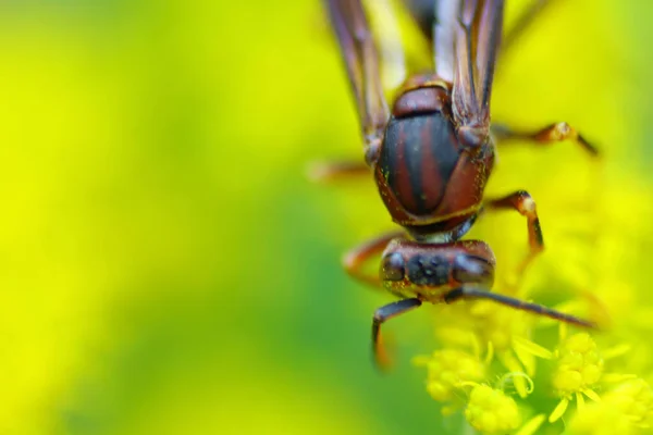 Solidago Bitkisindeki Bir Böceğin Seçici Odak Noktası — Stok fotoğraf