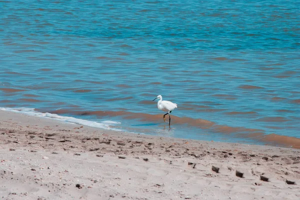 White Seagull Walking Beach Sunny Day — Stock Photo, Image