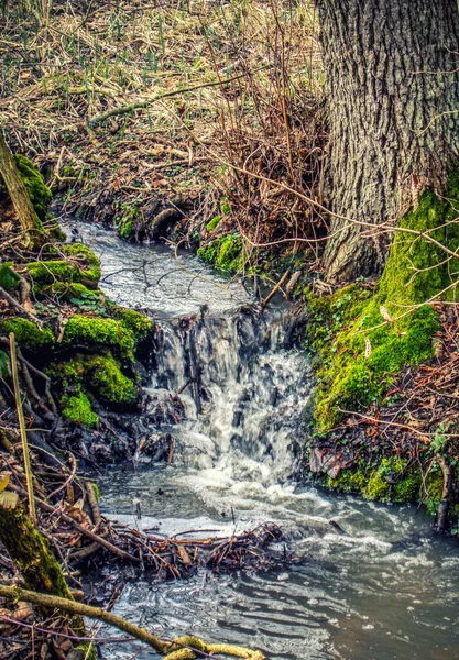 Una Hermosa Foto Bosque Otoñal — Foto de Stock