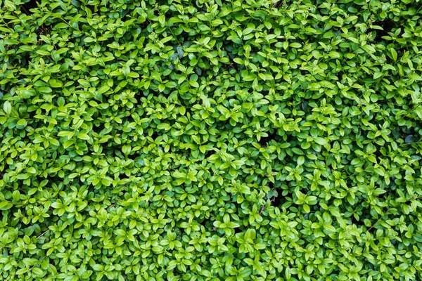 Eine Nahaufnahme Von Grünen Blättern Textur Hintergrund — Stockfoto