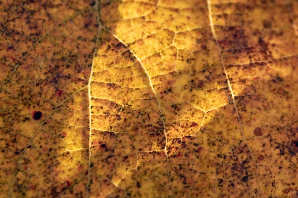 Eine Nahaufnahme Von Einem Gelben Abstrakten Herbstblatt Hintergrund — Stockfoto