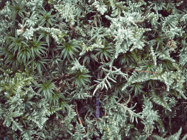 Prachtige Planten Groeien Tuin — Stockfoto