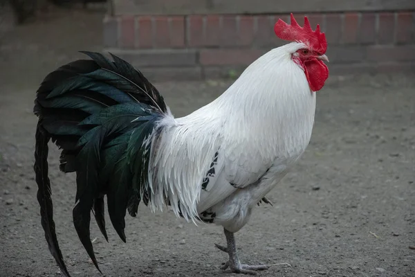 農場を歩いている白い鶏のクローズアップ — ストック写真