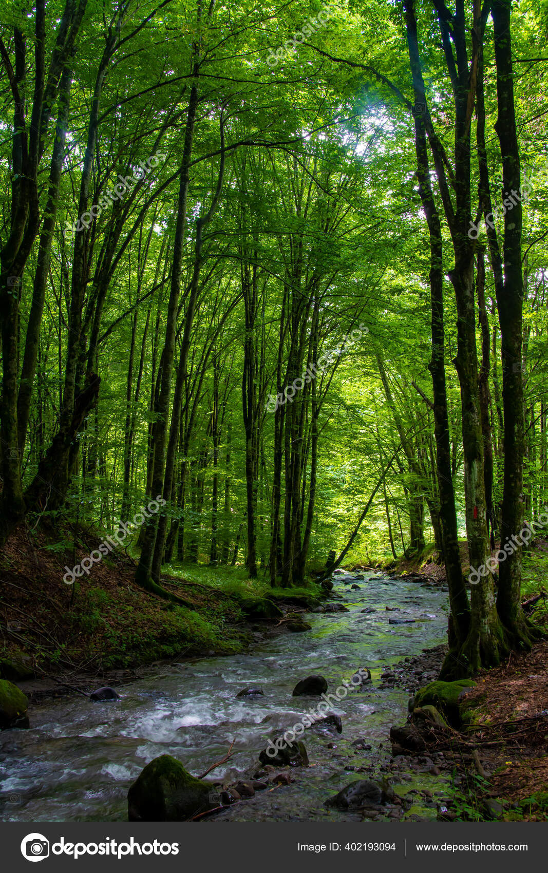 Linda imagem de um pequeno riacho em uma floresta verde exuberante banco de imagens