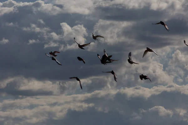 Ένα Σμήνος Πουλιών Που Πετάει Ψηλά Στον Ουρανό — Φωτογραφία Αρχείου