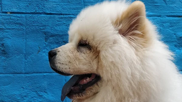 Крупный План Пушистой Белой Чау Чау Собаки Перед Синей Стеной — стоковое фото