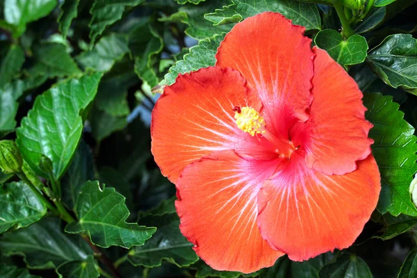 Gros Plan Hibiscus Hawaïen Rouge — Photo