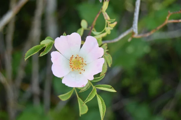 Primer Plano Una Hermosa Flor Rosa Arkansana Jardín —  Fotos de Stock