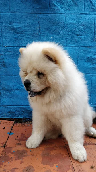 Tiro Vertical Cão Fofo Comida Branca Frente Uma Parede Azul — Fotografia de Stock