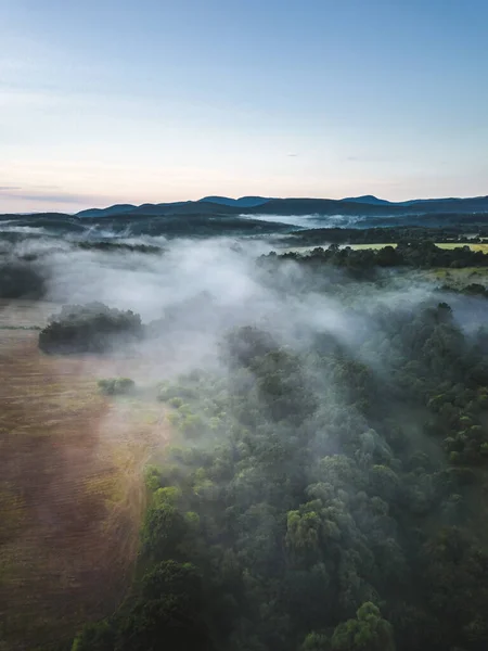 Eine Vertikale Aufnahme Von Nebligen Wäldern — Stockfoto
