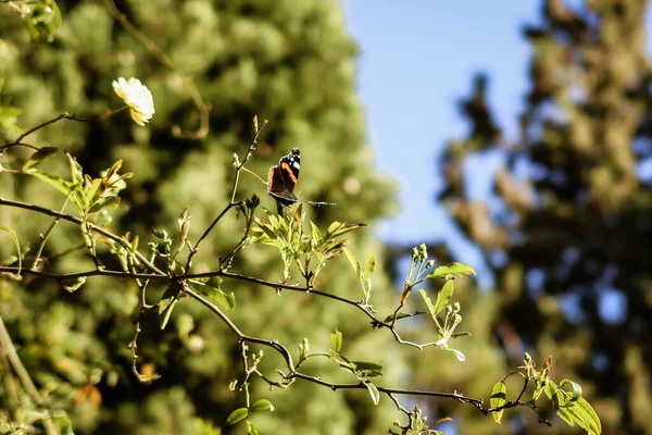 Une Prise Vue Sélective Des Branches Avec Petit Papillon Dessus — Photo