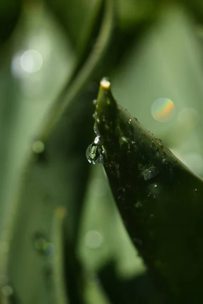 Close Plantas Verdes Cobertas Com Gotas Orvalho — Fotografia de Stock