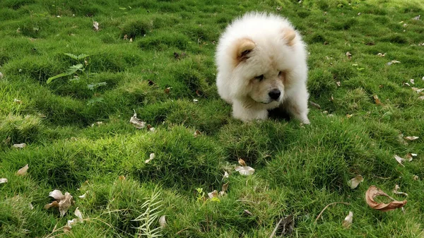Милая Пушистая Белая Чау Чау Собака Сидящая Траве Парке — стоковое фото
