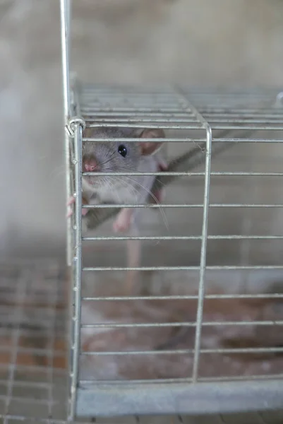 Gros Plan Rat Drôle Mignon Regardant Hors Une Cage — Photo