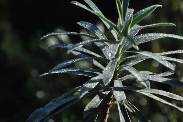 Detailní Záběr Zelenolistou Rostlinu Kapkami Vody — Stock fotografie