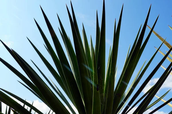 Egy Gyönyörű Yucca Növény Közelsége — Stock Fotó