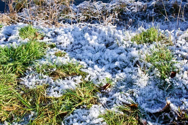 Hóval Borított Zöld Közelsége Egy Napos Reggelen — Stock Fotó