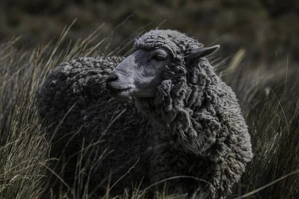 Tiro Perto Uma Ovelha Comendo Nas Encostas Vulcão Chimborazo Equador — Fotografia de Stock