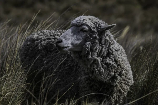 Közelkép Egy Birkáról Amint Chimborazo Vulkán Lejtőin Eszik Ecuadorban — Stock Fotó