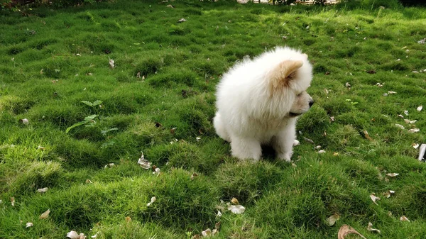 Parkta Çimlerin Üzerinde Oturan Tüylü Beyaz Bir Köpek — Stok fotoğraf