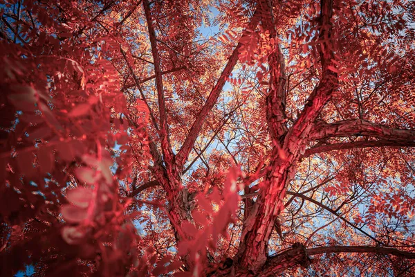 Colpo Angolo Basso Una Bella Foglia Acero Rossa — Foto Stock