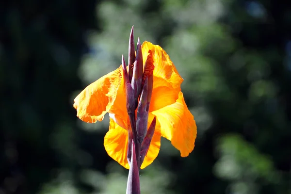 Eine Nahaufnahme Einer Gelben Canna Blume — Stockfoto