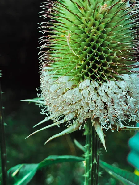 Den Vackra Dipsacus Pilosus Växt Med Vita Blommor — Stockfoto