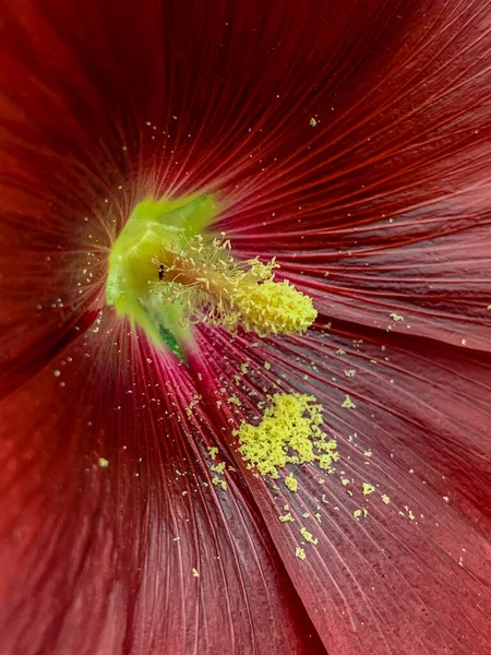 Zbliżenie Ujęcie Pięknie Kwitnącego Hollyhock Kwiat — Zdjęcie stockowe
