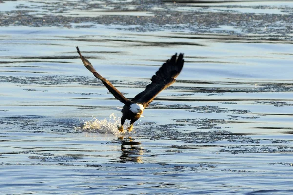 Skallig Örn Fångar Fisk Från Mississippifloden Missouri — Stockfoto